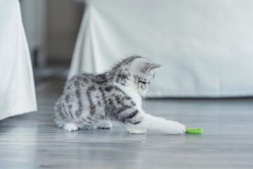 The kitten plays with a blue ribbon at home.