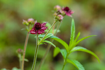Comarum palustre. Inflorescence of marsh cinquefoil. Medicinal plant in the wild