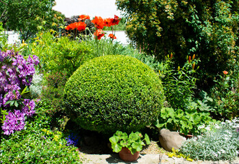 Round buxus bush in a beautiful garden. Garden in a private house 
