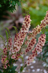 Pink-apricot inflorescence with pastel flowers of Showy Mullein or Purple Mullein, Temptress Purple 'Southern Charm' (Verbascum phoeniceum) 