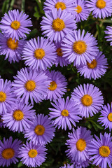 Vertical background with beautiful purple flowers of alpine astra. Alpine aster (Aster alpinus) close up