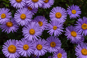 Aster alpinus. Beautiful flower abstract background of nature. Astra perennial. Astra Alpine. Floriculture, home flower