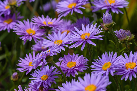 Aster alpinus. Beautiful flower abstract background of nature. Astra perennial. Astra Alpine. Summer landscape. 