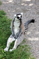 ring lemur sitting on the grass