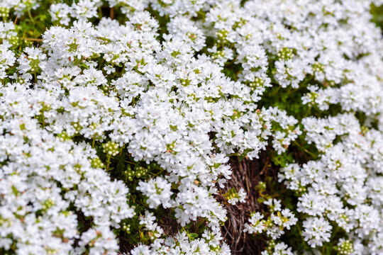 Thymus serpyllum, known by the common names of White breckland thyme, creeping thyme, or elfin thyme, is a species of flowering plant in the mint family, Lamiaceae