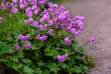 The Balkan Cranesbill, Geranium macrorrhizum is a cranesbill with beautiful lilac-pink flowers.