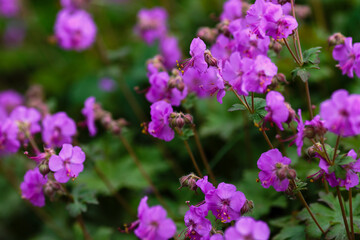 The Balkan Cranesbill, Geranium macrorrhizum is a cranesbill with beautiful lilac-pink flowers.