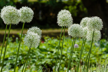 Allium 'white giant' flowering on a sunny May day in garden. 