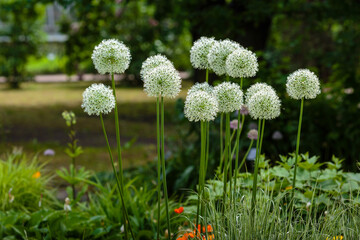 Allium 'white giant' flowering on a sunny May day in garden. 