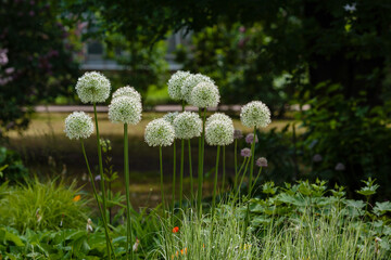 Giant white Allium, sort Mount Everest in garden
