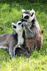 Naklejka na ściany i meble Mother lemur with her baby