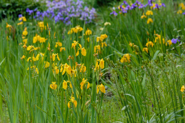 Fototapeta premium Flowering Swamp Sword Lily, Iris pseudacorus. Yellow iris in natural background