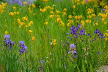Flowering Swamp Sword Lily, Iris pseudacorus. Yellow iris in natural background