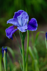 Beautiful flower of Siberian iris. Siberian iris or Siberian flag in garden.