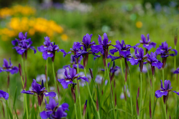Beautiful flowers of Siberian iris. Siberian iris or Siberian flag in garden.