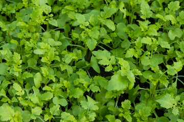 Growing mustard microgreens, close up, for a healthy diet.