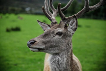 deer in the forest