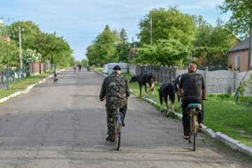 Back view of two men on retro bicycles herding cows on the village road.