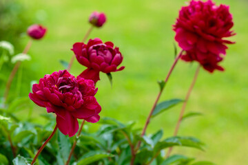 Blooming red peony on a natural background. Peony Bush with buds in the garden.