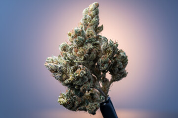 Cannabis Flower Macro - Strain: Skelly X #2