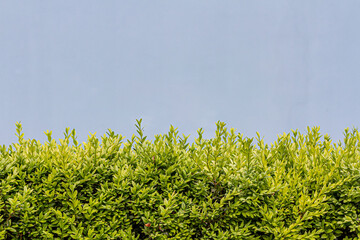 Evergreen box bush Common Box, European Box, Buxus Sempervirens . Close-up of evergreen bush with colored background