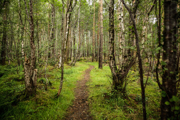 path in the forest