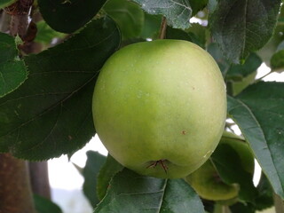 MANZANA VERDE EN EL ÁRBOL FRUTAL.