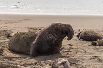 Fototapeta premium San Simeon, CA, USA - February 12, 2014: Elephant Seal Vista point. Closeup of large brown male raising its head on beige sand with silver water in back. Other seals around.