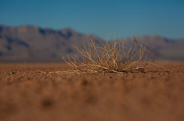 A dry dead plant in drought conditions