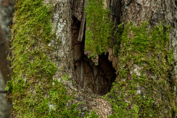 Hollow tree close-up, animal lives, nature photography.