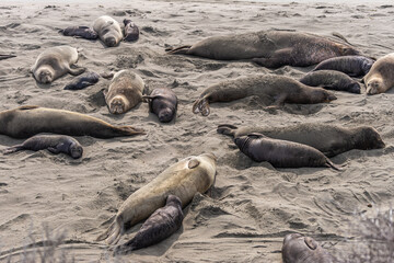 San Simeon, CA, USA - February 12, 2014: Elephant Seal Vista point. Group of mothers and young resting on beige sand.