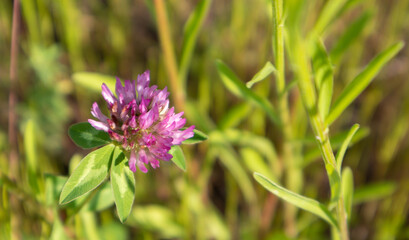 Beautiful wildflowers and wild herbs on a green meadow. Warm and sunny summer day. Meadow flowers. Wild summer flowers field. Summer landscape background with beautiful flowers.