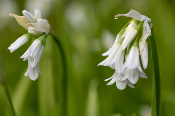 Obraz premium Three cornered leek (allium triquetrum) flower