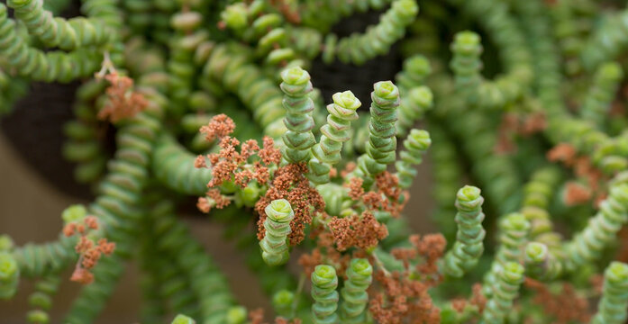 Floral background. Close-up of the green tips of Crassula marnieriana.Flowering Houseplants. Succulents.