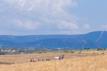 Domestic goats grazing yellow pastures