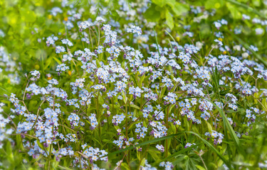 Wild forest flowers - forget-me-nots.