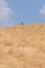 Domestic goats grazing yellow pastures