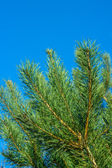 Branch with green needles, coniferous tree, photo close-up.
