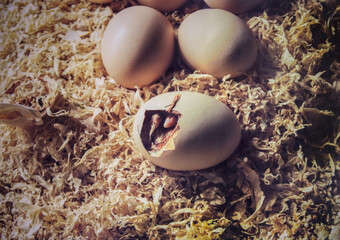 Chicken eggs and one of them begins hatch