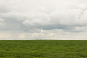 Fototapeta premium green field and cloudy sky