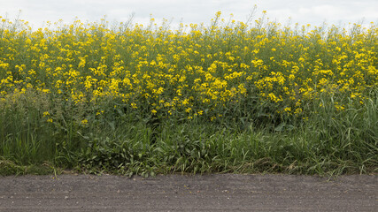 A field of blooming rape by the cinder road