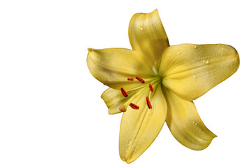 Yellow lily flower Isolated on a white background. Yellow Lily flower texture with drops of water. Floral macro photography.