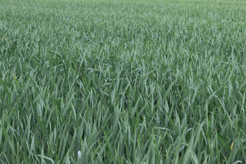 green wheat field