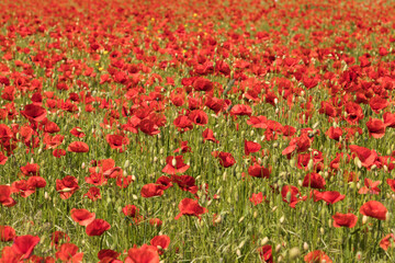 Red poppy background