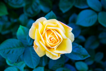Yellow rose flower on the background of leaves