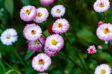 Flowering of daisies. Oxeye daisy, Common daisy, Dog daisy, Moon daisy in natural background
