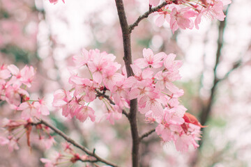 blooming sakura in a japanese garden