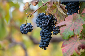 Colorful leaves and ripe black grapes on terraced vineyards of Douro river valley near Pinhao in autumn, Portugal