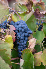 Colorful leaves and ripe black grapes on terraced vineyards of Douro river valley near Pinhao in autumn, Portugal