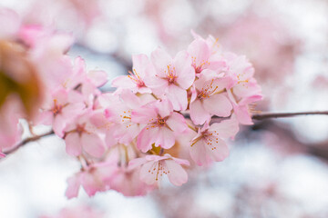 blooming sakura in a japanese garden